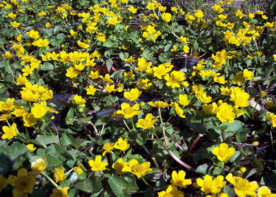 CALTHA PALUSTRIS-Sumpfdotterblume