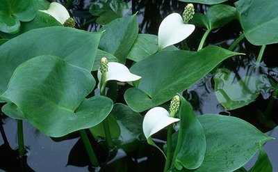 Calla palustris-Sumpfcalla