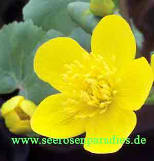 CALTHA PALUSTRIS-Sumpfdotterblume